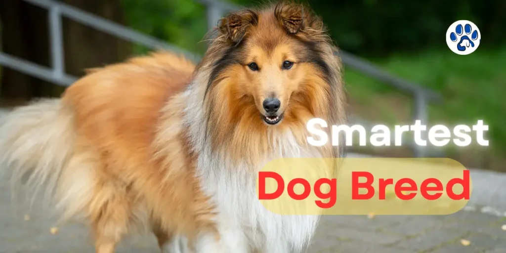 smartest dog breed
