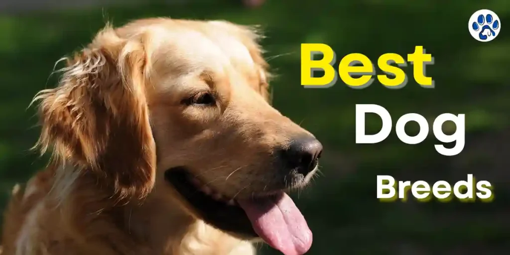 Best Dog Breed 2025: How to Choose the Right One