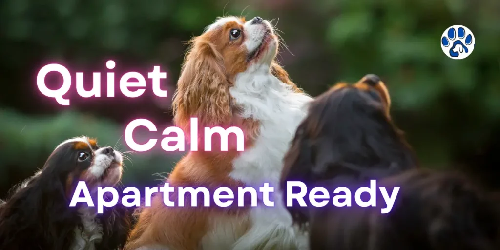 Calm and friendly apartment dog resting in a cozy flat